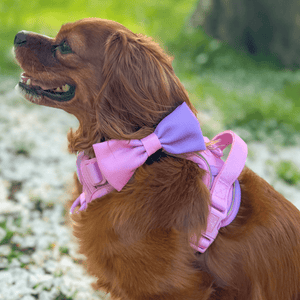 Bow Tie - COLOUR DROPS® - Love that for you - Bailey and Coco (UK)