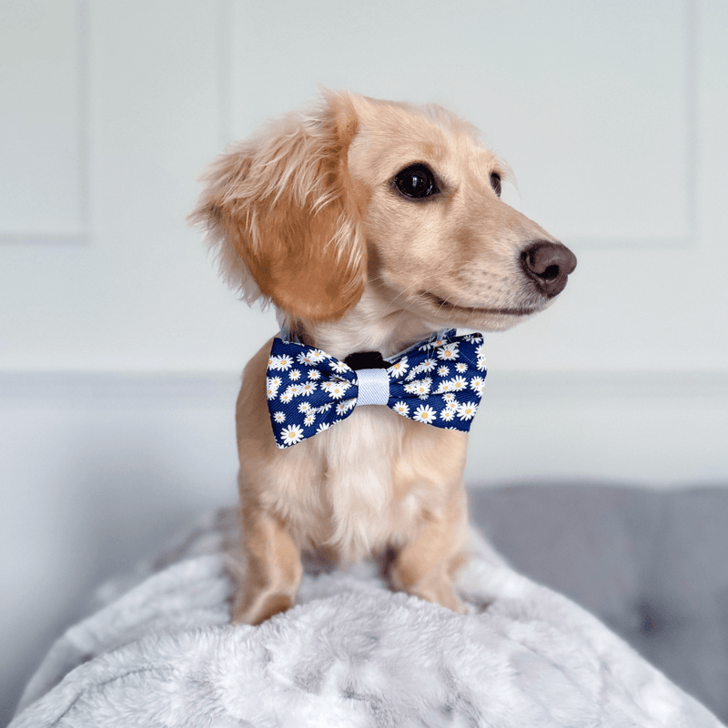 Bow Tie - Colour Drops - Loves me, Loves me not - Bailey and Coco (UK)