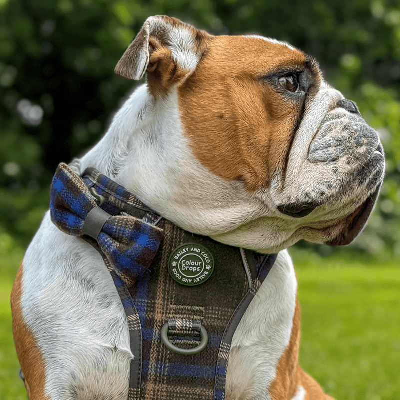 Bow Tie - Colour Drops - Mayfair Tweed - Bailey and Coco (UK)