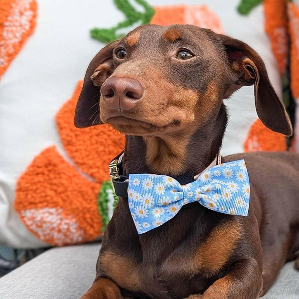 Bow Tie - Loves me more - alternate view
