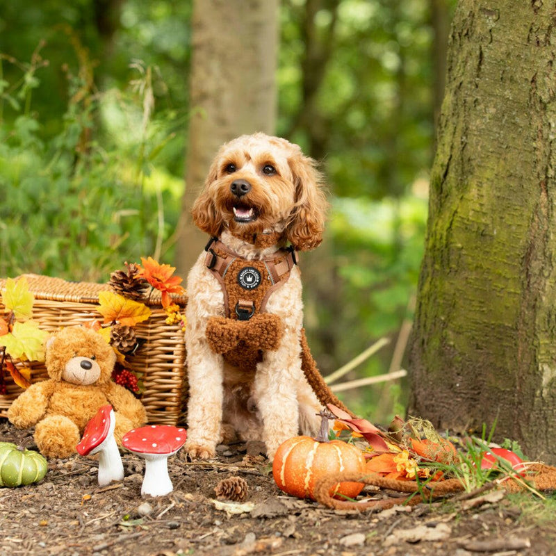 Bow Tie - Teddy Bear - Bailey and Coco (UK)