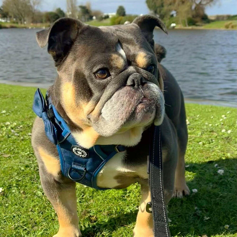 Bow Tie - The Ink Blue One - Bailey and Coco (UK)