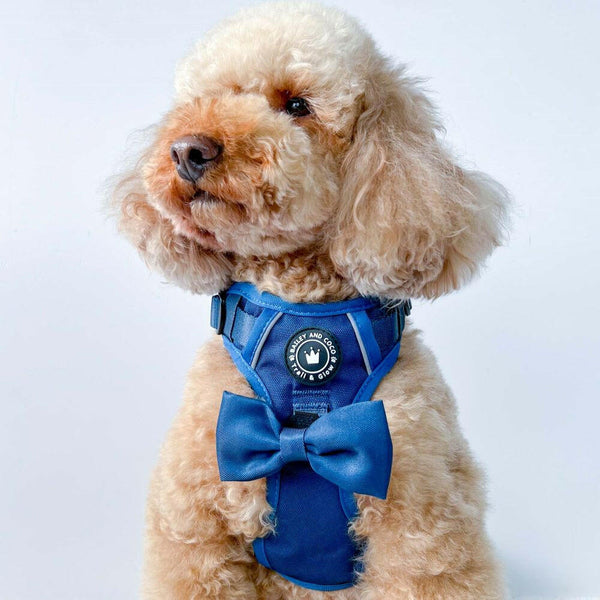 Bow Tie - The Ink Blue One - alternate view
