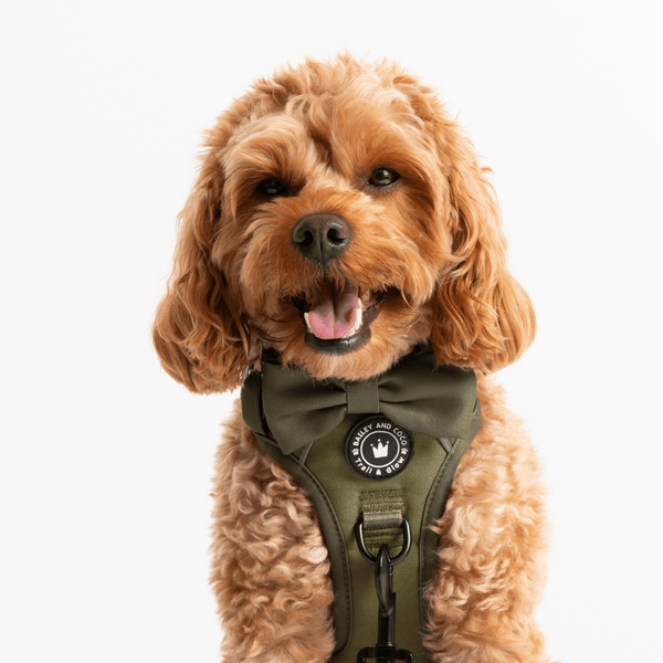 Bow Tie - The Khaki One - alternate view