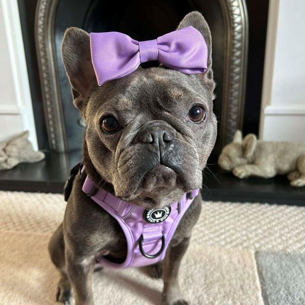 Bow Tie - The Lilac One - alternate view