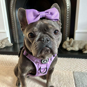 Bow Tie - The Lilac One - Bailey and Coco (UK)