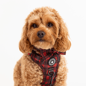 Bow Tie - The Red Tartan One - Bailey and Coco (UK)