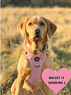 labrador no pull harness