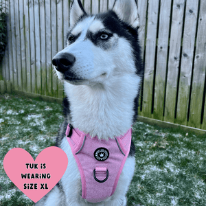 husky wearing a harness