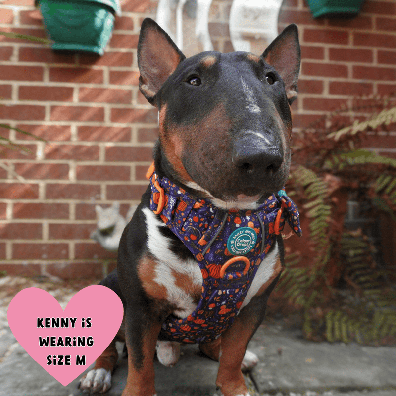 Bull Terrier wearing Bailey & Coco Colour Drops Bewitched dog harness and matching bow tie in size medium sitting in a UK garden