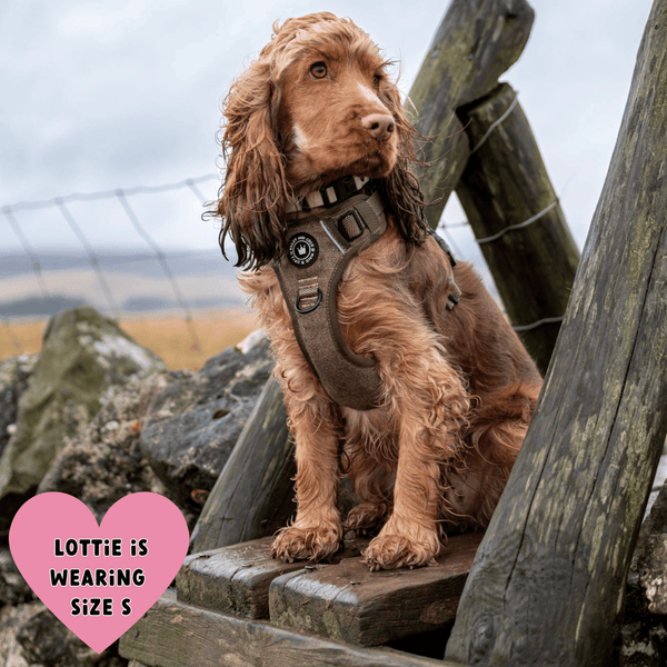 Loved by Cocker spaniel parents across the UK