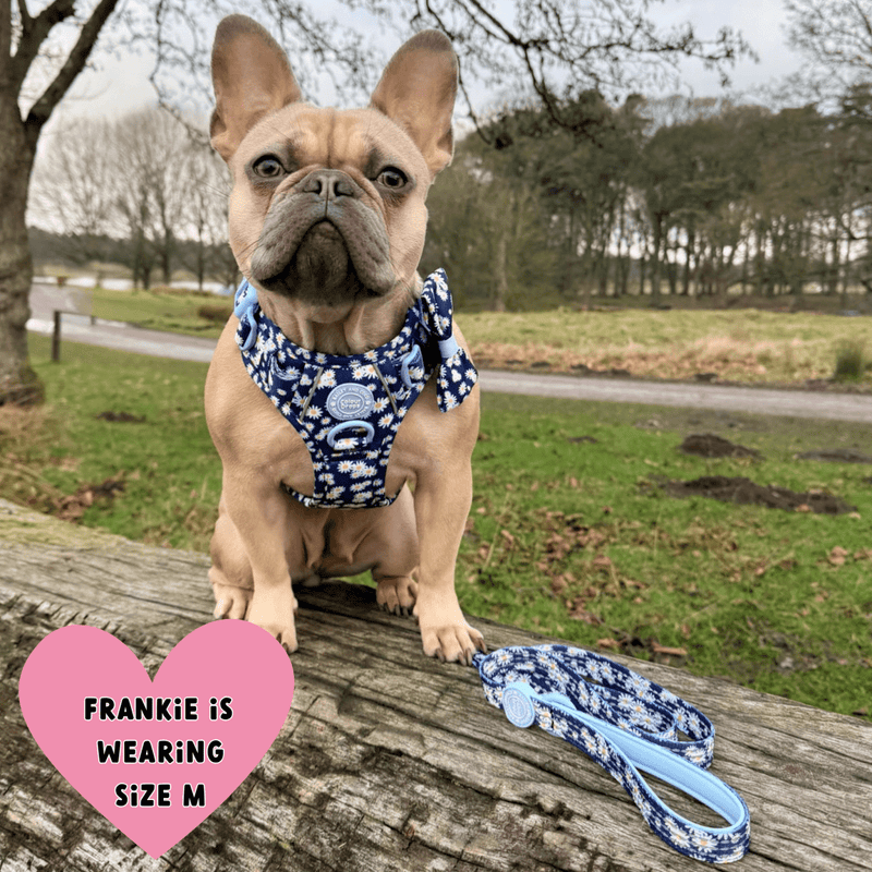 Daisy Dog Harness - Colour Drops - Loves me, Loves me not - Bailey and Coco (UK)