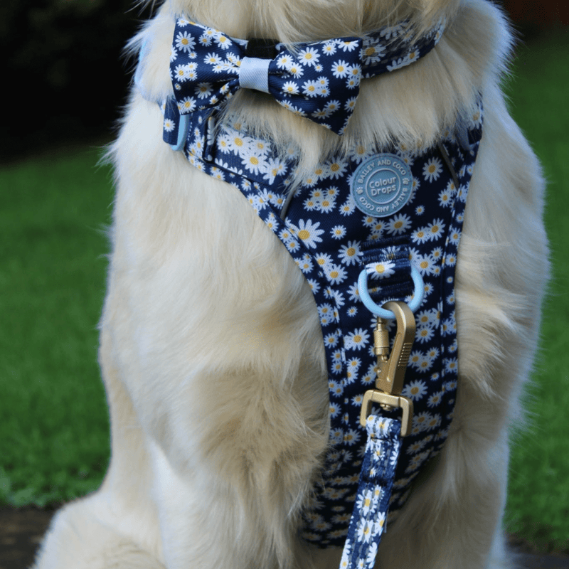 Daisy Dog Harness - Colour Drops - Loves me, Loves me not - Bailey and Coco (UK)