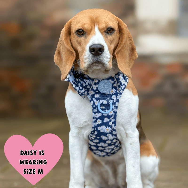 Daisy Dog Harness - Colour Drops - Loves me, Loves me not - Bailey and Coco (UK)