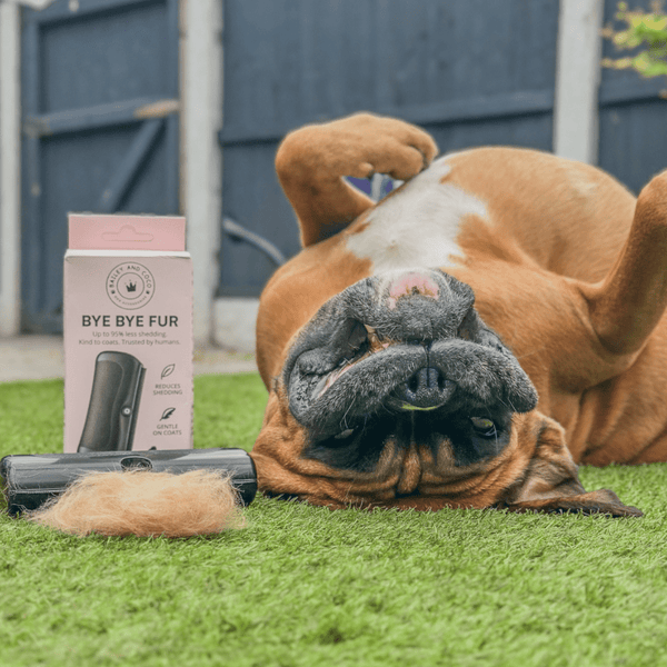 Deshedding Brush for Dogs, Cats, Horses – Black - alternate view