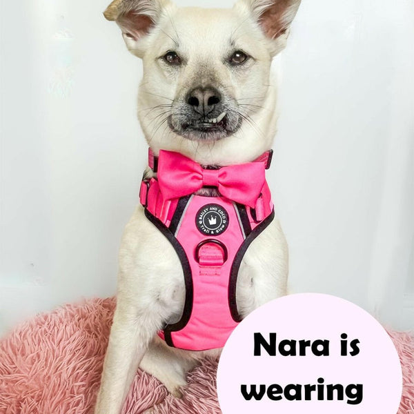 Dog Harness and Lead Set - The Hot Pink One - alternate view