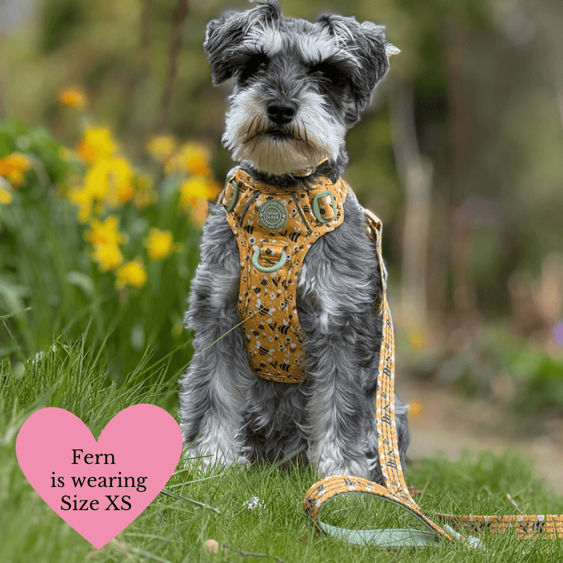 Dog Harness - Colour Drops - Wanna - Bee - Bailey and Coco (UK)