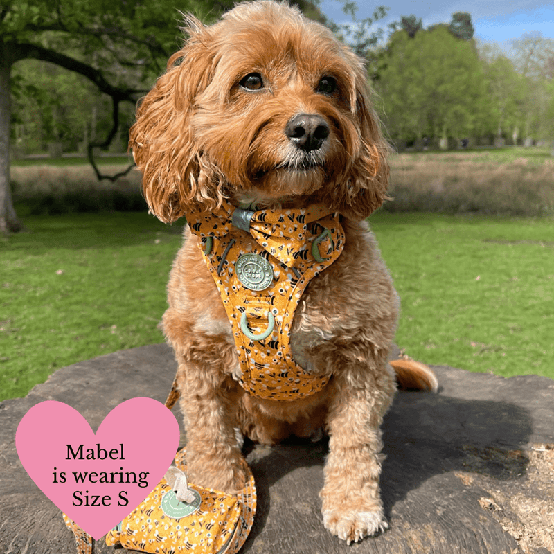 Dog Harness - Colour Drops - Wanna - Bee - Bailey and Coco (UK)
