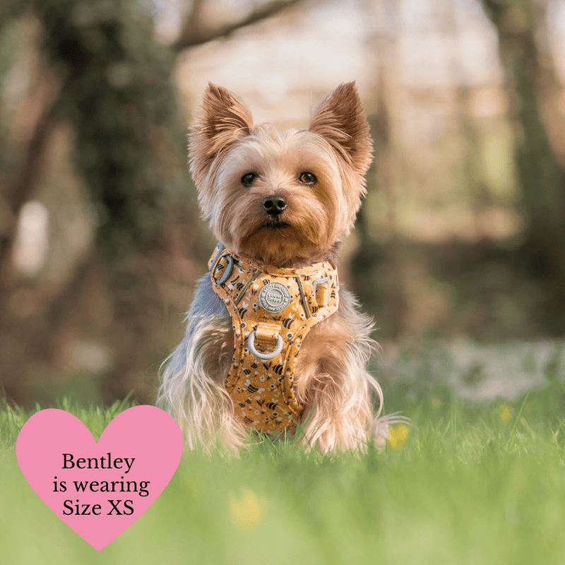 Dog Harness - Colour Drops - Wanna - Bee - Bailey and Coco (UK)
