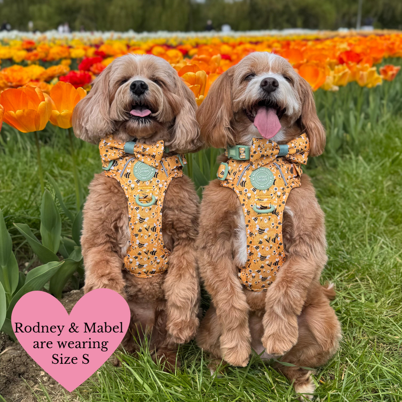 Dog Harness - Colour Drops - Wanna - Bee - Bailey and Coco (UK)