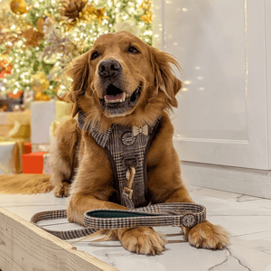 Dog Lead 5ft - Colour Drops - Heritage Plaid - Bailey and Coco (UK)