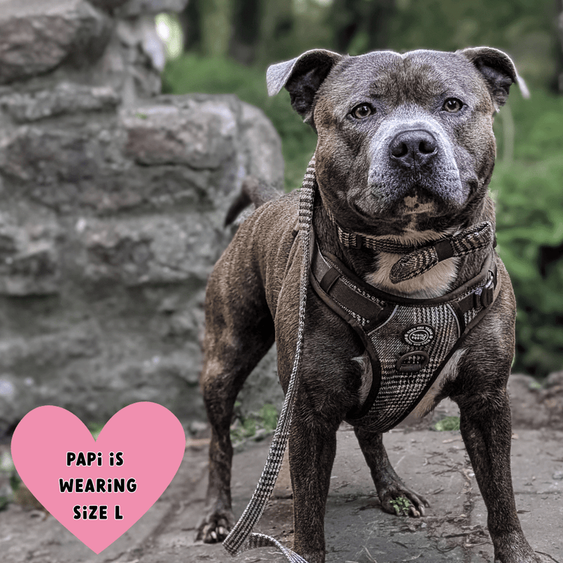 Dog Lead 5ft - Colour Drops - Heritage Plaid - Bailey and Coco (UK)