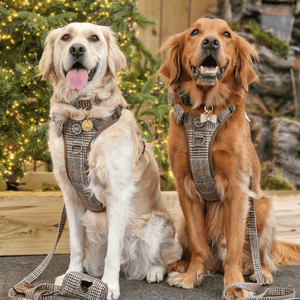 Dog Lead 5ft - Colour Drops - Heritage Plaid - Bailey and Coco (UK)