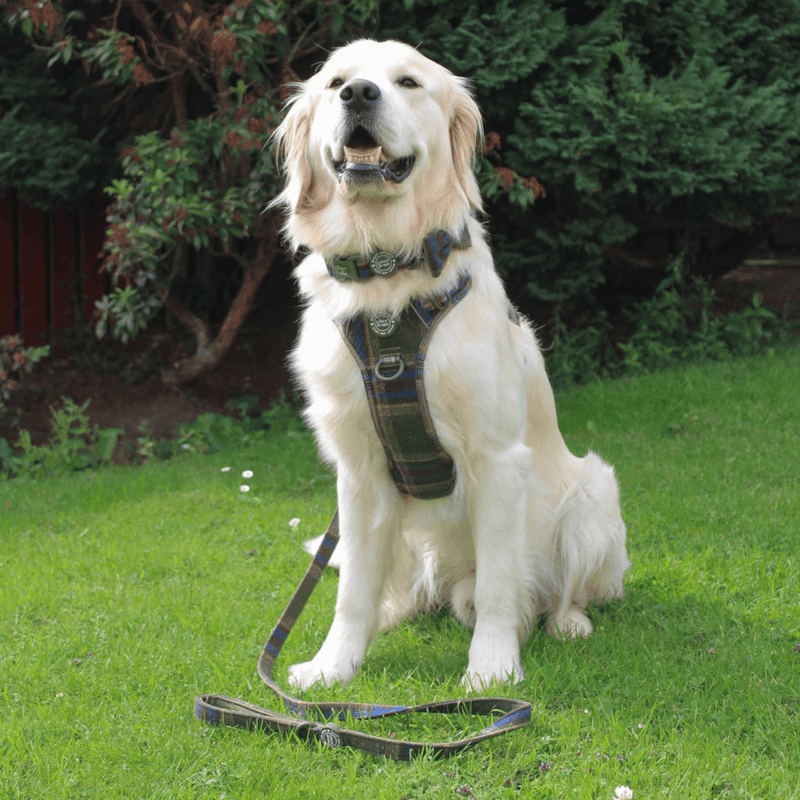 Dog Lead 5ft - Colour Drops - Mayfair Tweed - Bailey and Coco (UK)