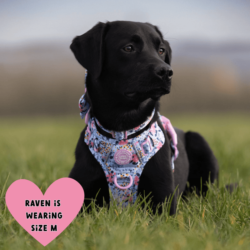 Floral Dog Harness - Colour Drops - Spring Dreams - Bailey and Coco (UK)