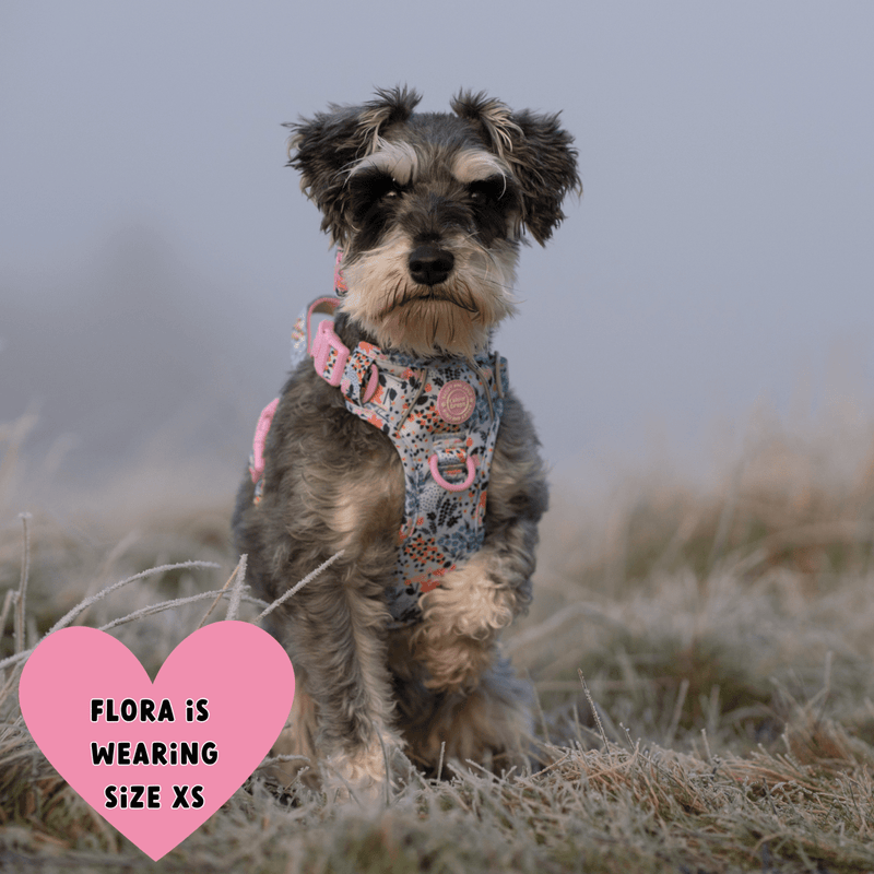 Floral Dog Harness - Colour Drops - Spring Dreams - Bailey and Coco (UK)