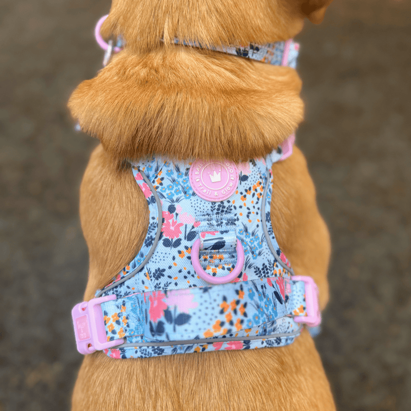 Floral Dog Harness - Colour Drops - Spring Dreams - Bailey and Coco (UK)