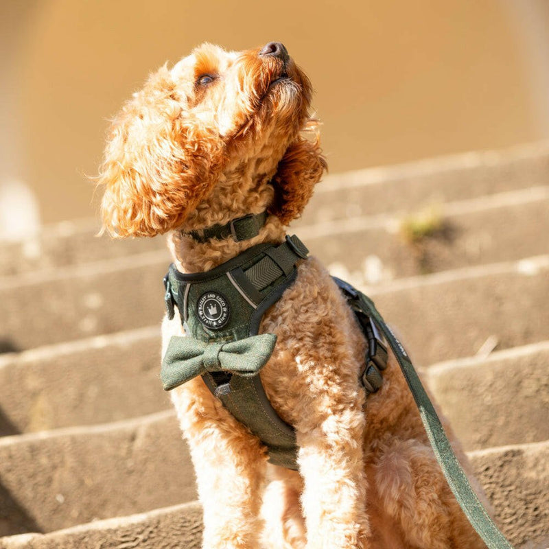 Forest Tweed Adjustable Dog Harness, Lead, Collar & Dog Walking Bag Bundle - Bailey and Coco (UK)