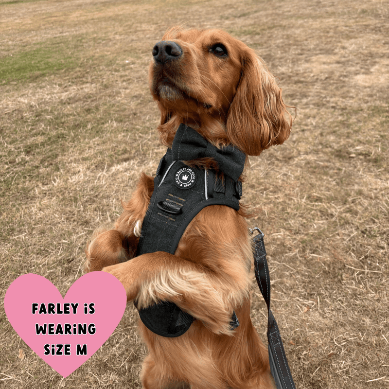 Forest Tweed Adjustable Dog Harness, Lead, Collar & Dog Walking Bag Bundle - Bailey and Coco (UK)