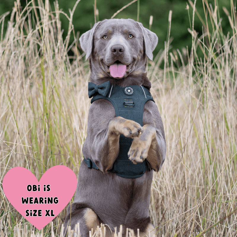 Forest Tweed Adjustable Dog Harness, Lead, Collar & Dog Walking Bag Bundle - Bailey and Coco (UK)