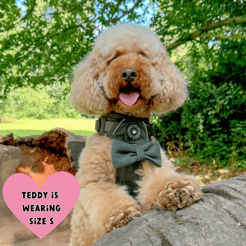 Forest Tweed Adjustable Dog Harness, Lead, Collar & Dog Walking Bag Bundle - Bailey and Coco (UK)