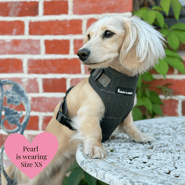 Forest Tweed - Colour Drops - Lightweight & Adjustable Dog Harness, Lead, Collar & Dog Walking Bag Bundle - alternate view