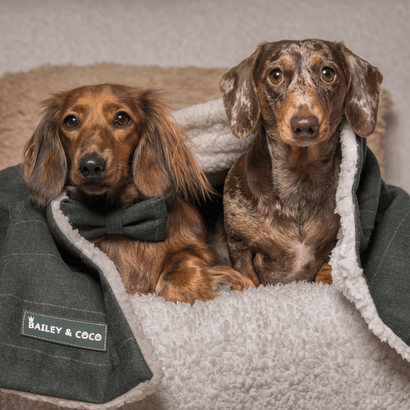 Forest Tweed Dog Blanket - Soft Sherpa Lined - Bailey and Coco (UK)