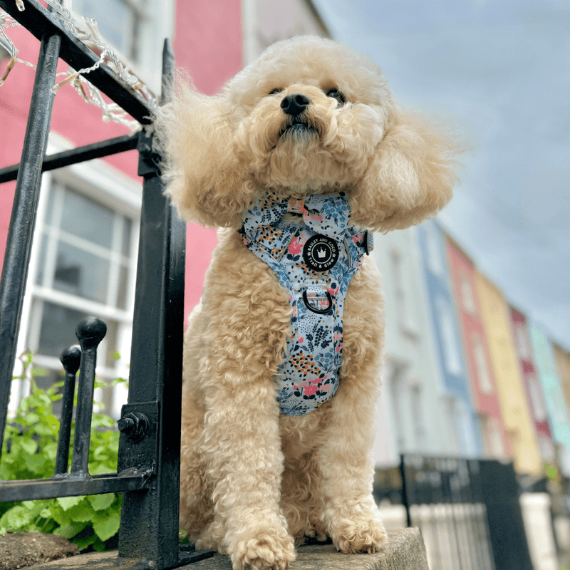 cockapoo harness matting
