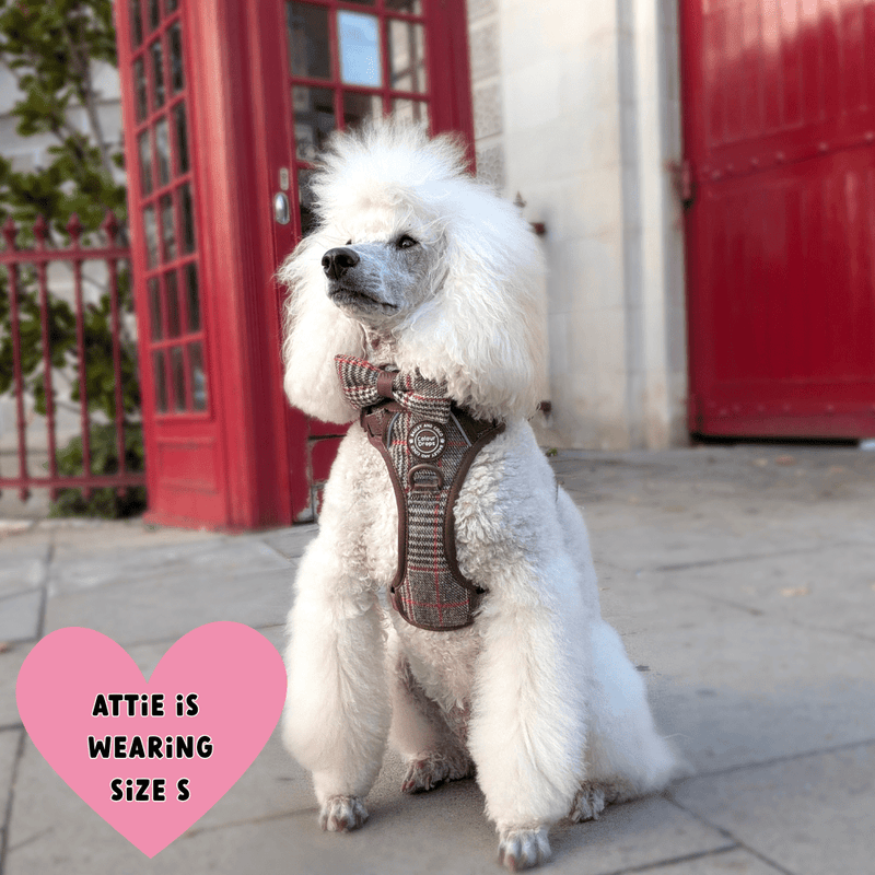Heritage Plaid Adjustable Dog Harness, Lead, Collar & Black Dog Walking Bag Bundle - Bailey and Coco (UK)