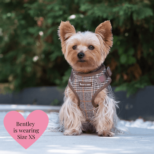 Heritage Plaid Dog Harness - Adjustable Neck Dog Harness - alternate view