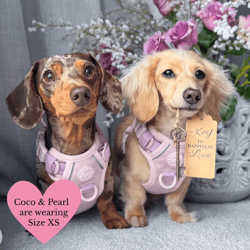 Lavender Tweed Adjustable Dog Harness, Lead, Collar & Latte Dog Walking Bag Bundle - Bailey and Coco (UK)