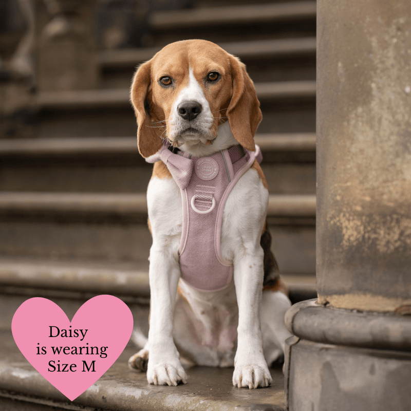 Lavender Tweed Adjustable Dog Harness, Lead, Collar & Latte Dog Walking Bag Bundle - Bailey and Coco (UK)