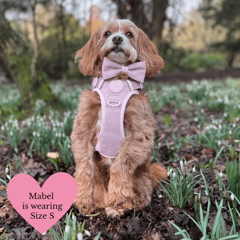 Lavender Tweed Adjustable Dog Harness, Lead, Collar & Latte Dog Walking Bag Bundle - Bailey and Coco (UK)