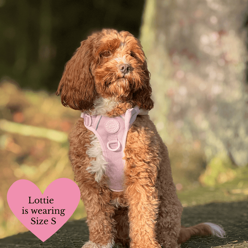 Lavender Tweed Adjustable Dog Harness, Lead, Collar & Latte Dog Walking Bag Bundle - Bailey and Coco (UK)