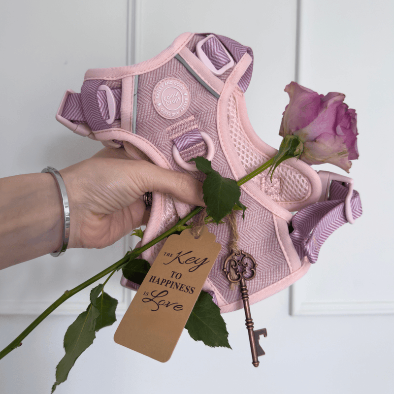 Lavender Tweed - Colour Drops - Adjustable Dog Harness, Lead, Collar & Mini Black Dog Walking Bag Bundle - Bailey and Coco (UK)