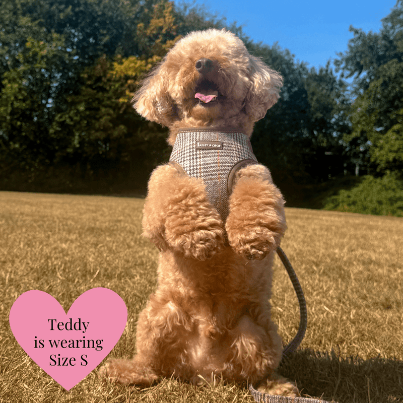 Lightweight Mini Dog Lead 5ft - Colour Drops - Heritage Plaid - Bailey and Coco (UK)