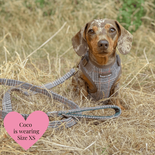 Heritage Plaid - Colour Drops - Lightweight & Adjustable Dog Harness, Lead, Collar & Dog Walking Bag Bundle - alternate view