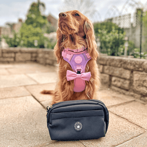 Magnetic Snap Dog Walking Bum Bag - Black - Bailey and Coco (UK)