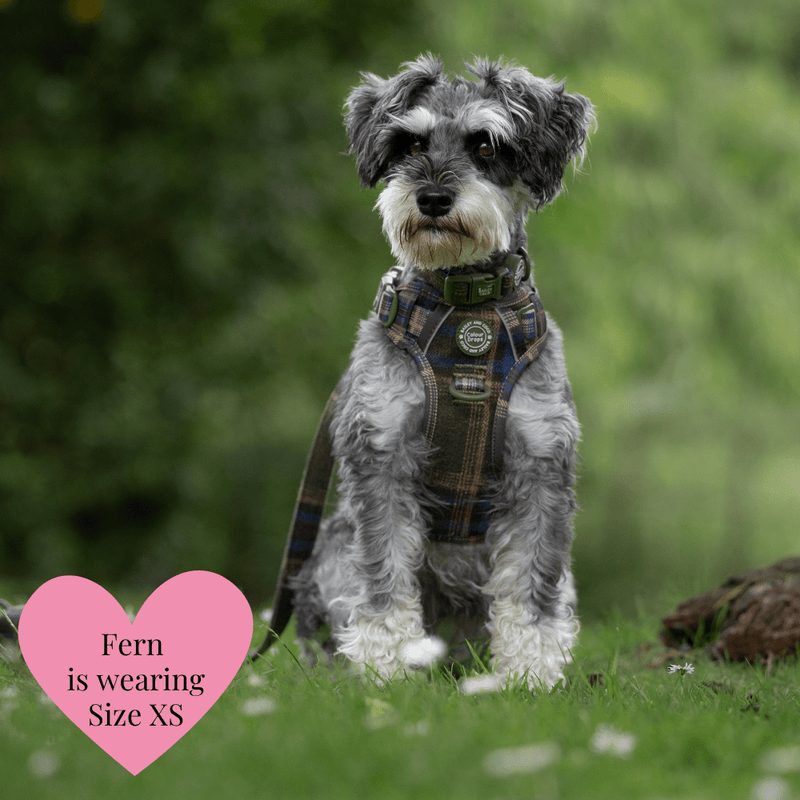 Mayfair Tweed - Colour Drops - Adjustable Dog Harness, Lead, Collar & Mini Black Dog Walking Bag Bundle - Bailey and Coco (UK)