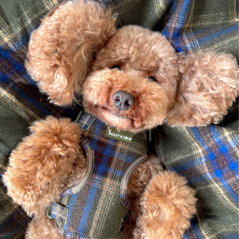 Mayfair Tweed Dog Blanket - Bailey and Coco (UK)